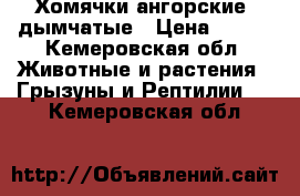 Хомячки ангорские, дымчатые › Цена ­ 100 - Кемеровская обл. Животные и растения » Грызуны и Рептилии   . Кемеровская обл.